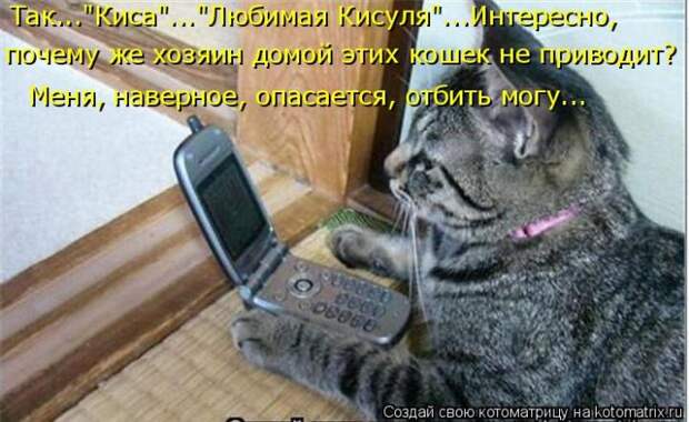 Лучшие котоматрицы недели (50 фото)
