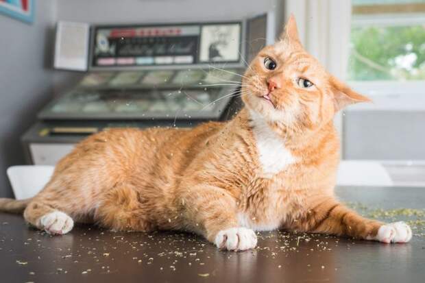 Коты и кошачья мята: вы еще не знаете, что такое кайф! животные, забавно, коты, кошачья мята, кошки, мило, смешно, фотоподборка