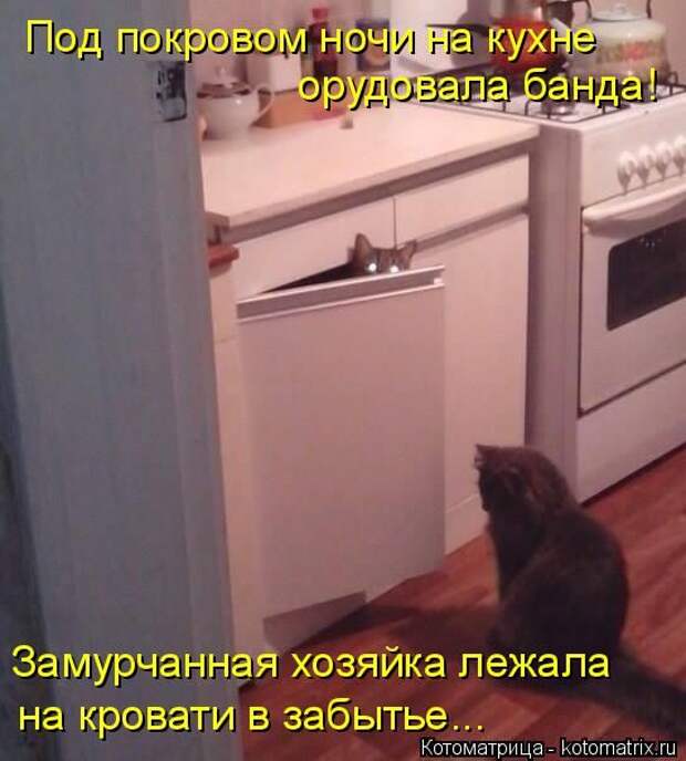 Лучшие котоматрицы недели (50 фото)