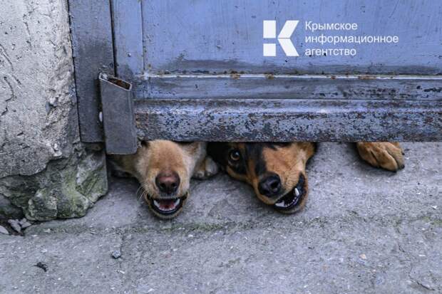 За неделю больше сотни крымчан пострадали от укусов животных