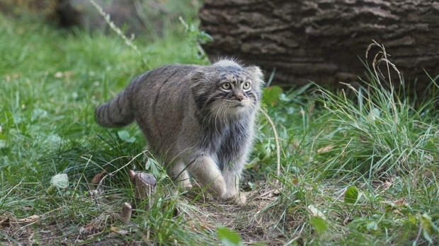 Московскому манулу Тимофею отказались выделить невесту в Японии