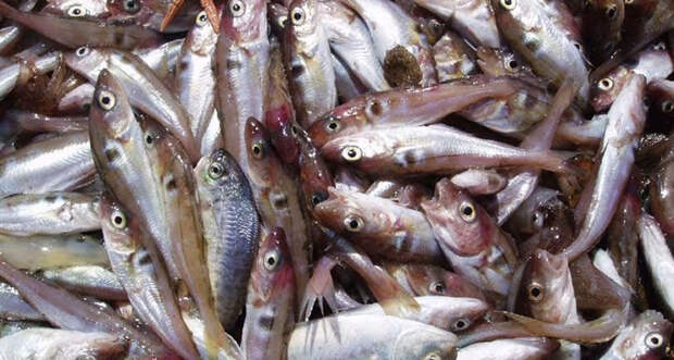 a pile of haddock fish 