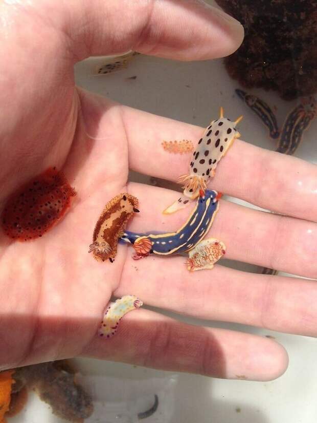 Морские слизни Морские слизни