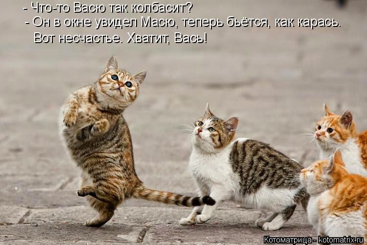 Котоматрица: - Что-то Васю так колбасит? - Он в окне увидел Масю, теперь бьётся, как карась. Вот несчастье. Хватит, Вась!