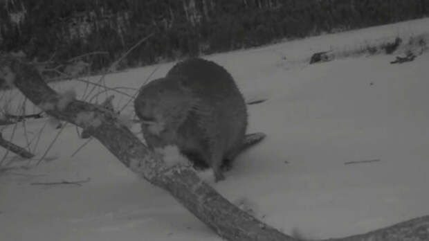 Ворующий деревья бобр попал в кадр фотоловушки Алтайского биосферного заповедника