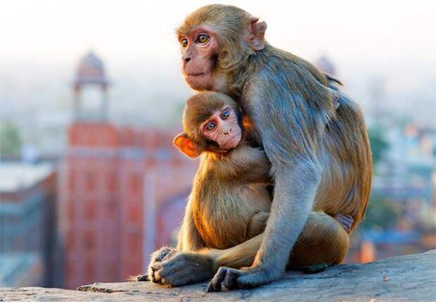 Картинки по запросу "индия обезьяны"