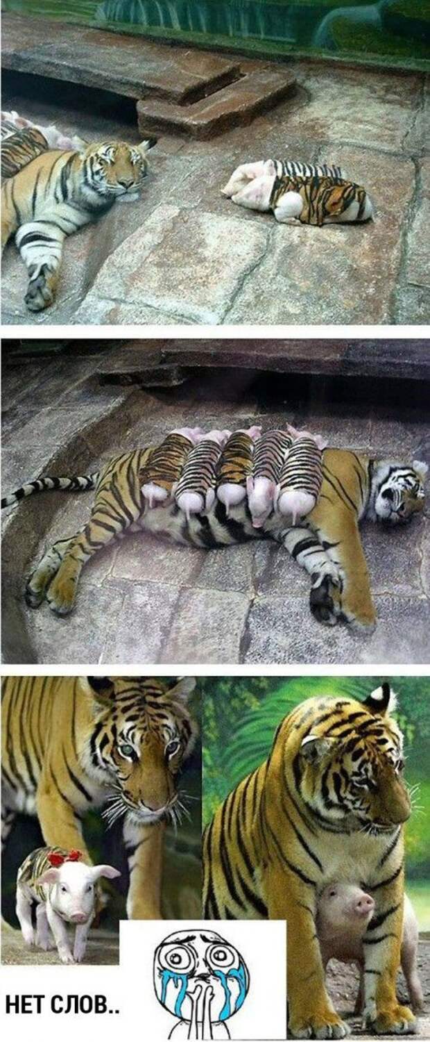 Прикольные картинки