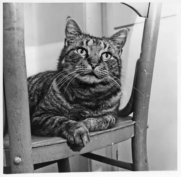 ������ ������� � �������, ������� 70 ��� �������������� �����   32