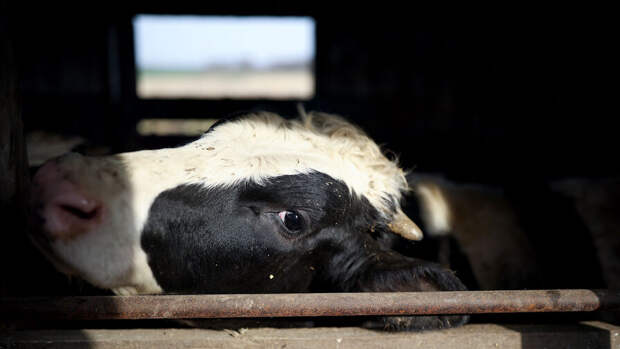 «Нас сжигайте вместе с коровами»: фермеры в трёх регионах жалуются на массовый убой скота