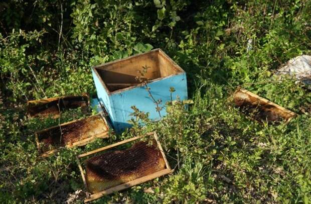 Пчелиный апокалипсис: Современное сельхозпроизводство в стране как гонка вредителей	