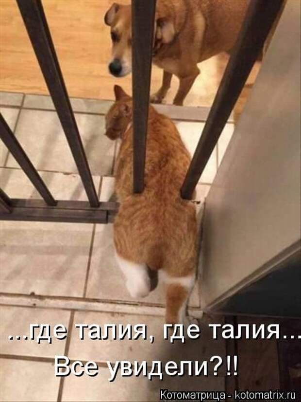 Забавные котоматрицы