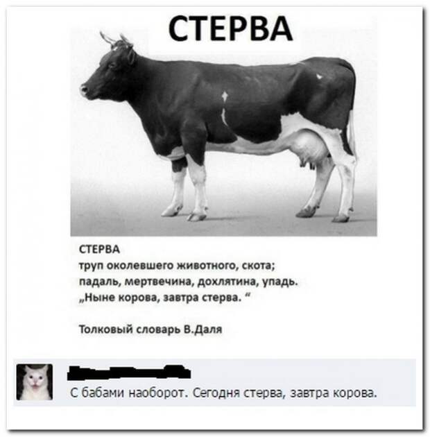 2.  комменты, прикол, соцсети, юмор