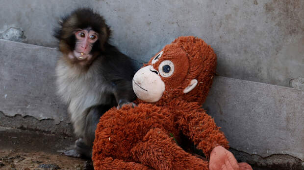 Обезьянка-сирота Панч нашел семью в стае макак в японском зоопарке