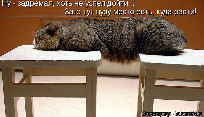 Котоматрица: Ну - задремал, хоть не успел дойти... Зато тут пузу место есть, куда расти!