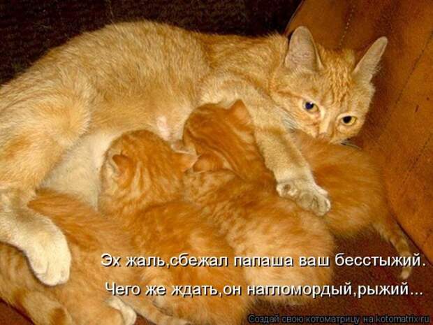 Лучшие котоматрицы недели (50 фото)