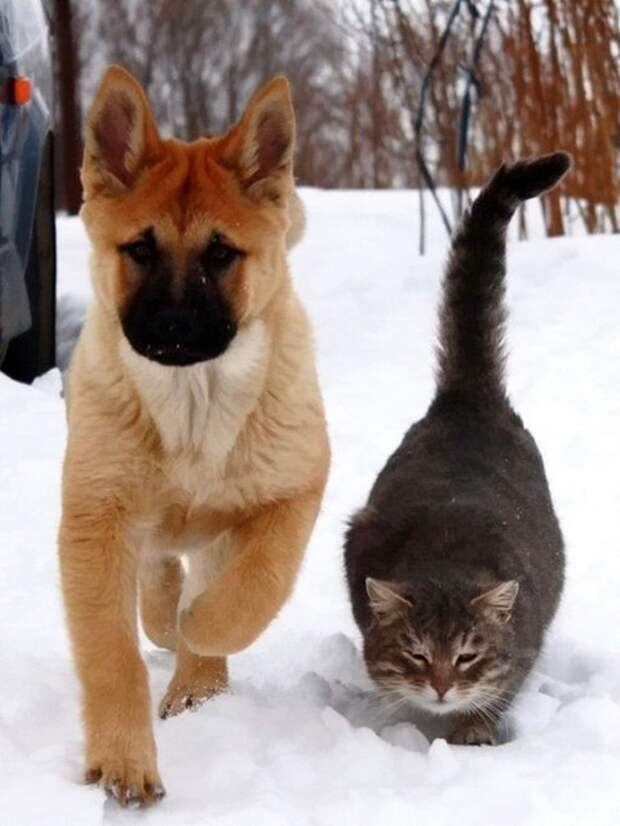 Кот и пёс  кот, кошка, пёс, собака