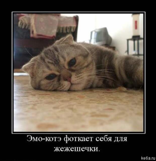 Животным смешно, а вам? (90 фото)