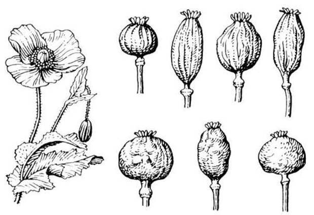 somniferum-vypusk-rasteniya-eto-interesno-poznavatelno-kartinki_5287244852