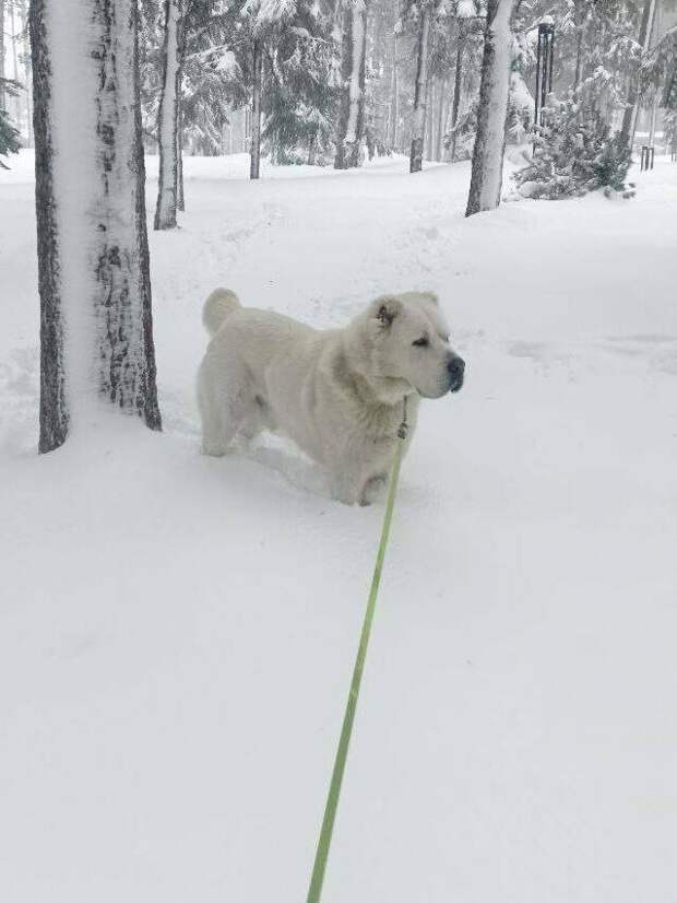Рөстәм Миңнеханов Акдус белән кышкы фото күрсәтте