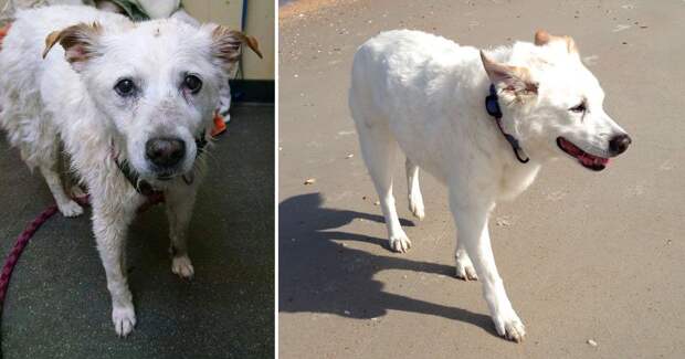 before-and-after-photos-of-adopted-dogs-6