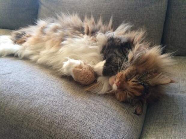 Без кота и жизнь не та