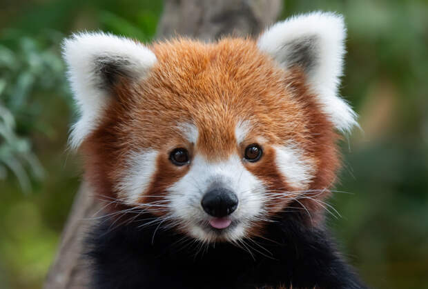 Красная панда: что это за животное, как выглядит, где живет и чем отличается от большой панды