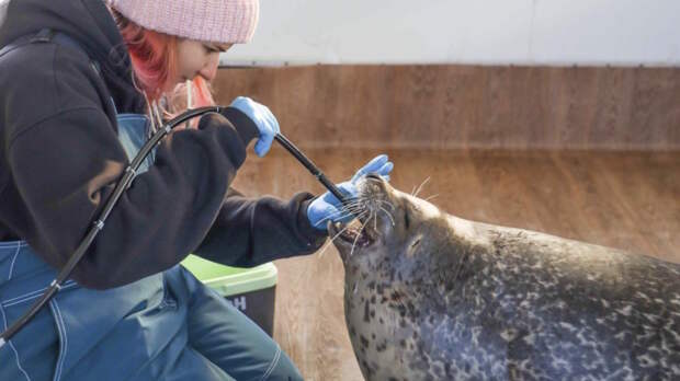 "Восточный Порт" помогает следить за здоровьем тюленей и белух