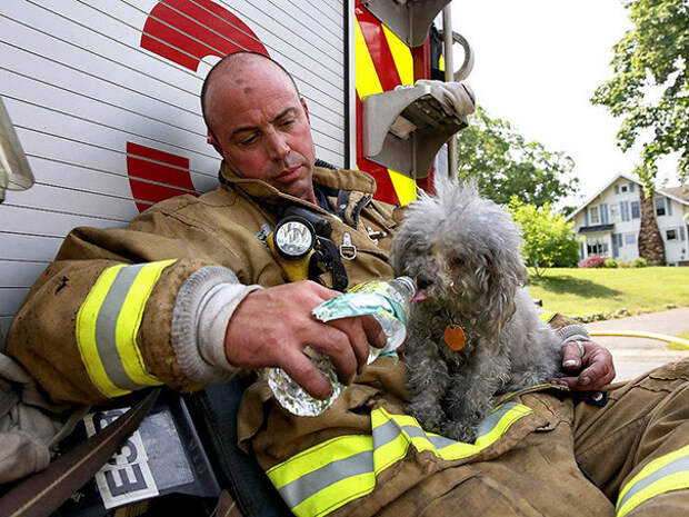 19. Пожарный с собакой, спасенной им из горящего дома в Коннектикуте животные, пожарные, пожары