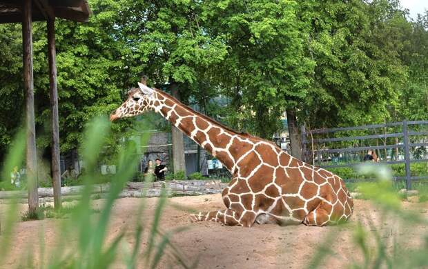 Жираф Соня празднует день рождения в Ленинградском зоопарке