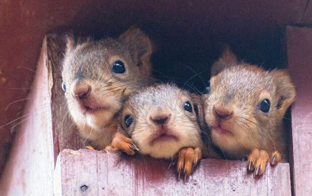 В Петербурге начался белко-бэби-бум