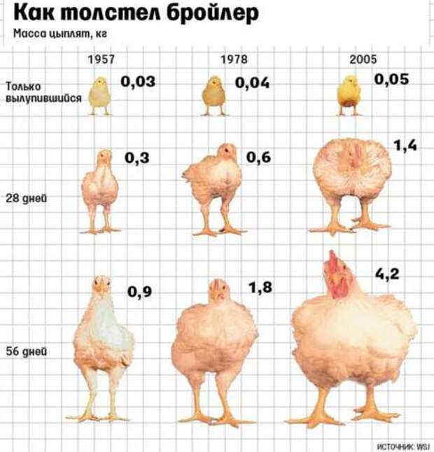 О причинах "изобилия" мяса при заброшенных полях России