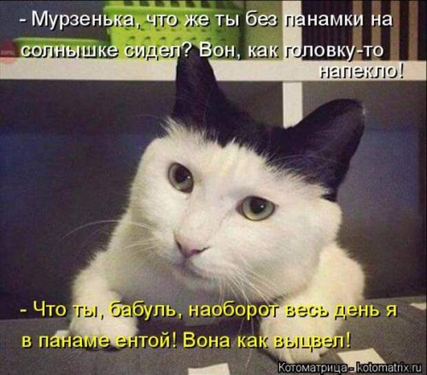Лучшая котоматрица недели (38 фото)