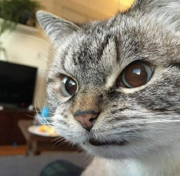 Несколько веселых котов в необычных местах или одежде: фото, которыми поделились их владельцы