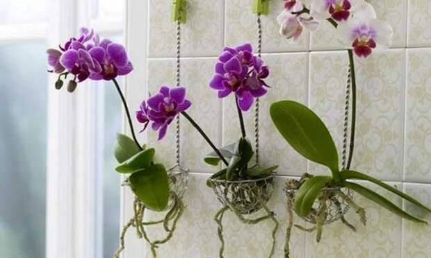Опрыскивание корней орхидеи