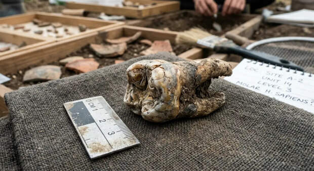 Ученые "разбудили" геном смертельной бактерии из зуба 700-летней мумии