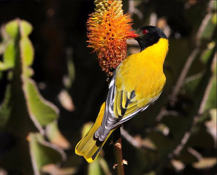Birds_34 (700x566, 281Kb)