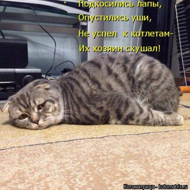 Лучшая котоматрица за неделю (32 фото)
