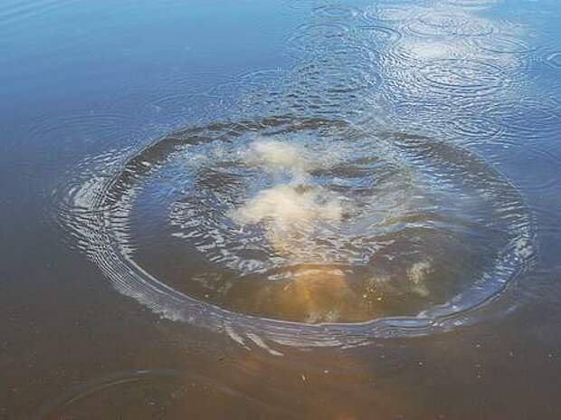 Консистенция прикормки сделана правильно. 