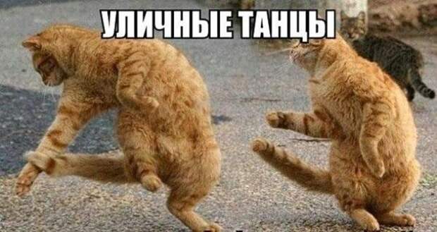 Подборка фото забавных котов и котят со смешными надписями )