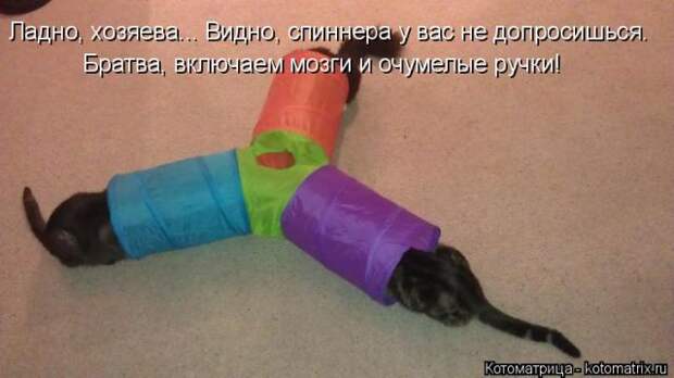 Лучшие котоматрицы недели (50 фото)
