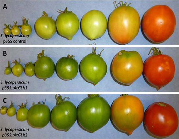 Стадии созревания плодов контрольного равномерно созревающего помидора u/u (вверху) и двух генно-модифицированных линий, у которых в незрелом плоде экспрессируется ген GLK1 (в середине) или GLK2 (внизу), заимствованный у растения Arabidopsis thaliana