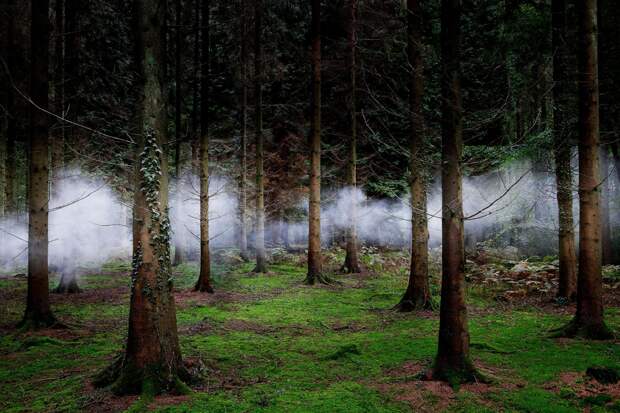 Таинственные леса Англии в фотографиях Элли Дэвиес (Ellie Davies) — Фотоискусство