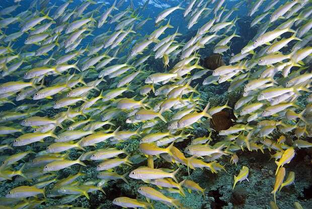 school of fish img