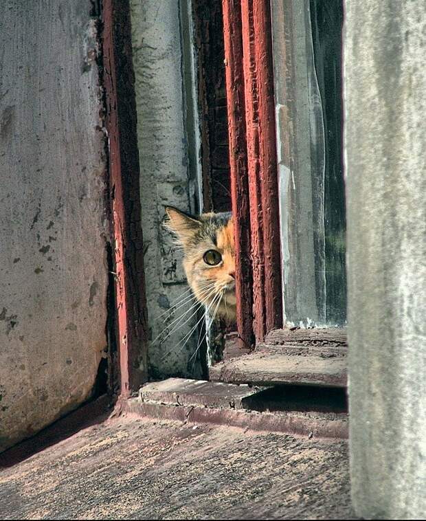Коты, смотрящие в окно коты, окно, фотографии