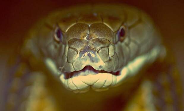 Королевская кобра  животные, змеи, кобра, рептилии, страх, факты