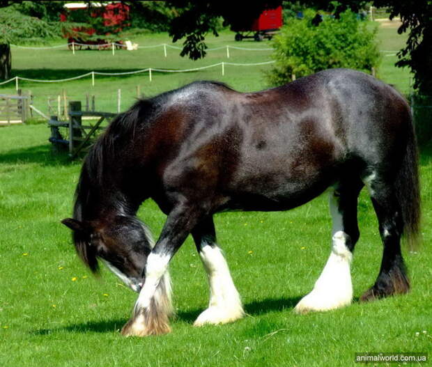 Шайры - самые крупные лошади на планете война, животные, история, кони, лошади, факты