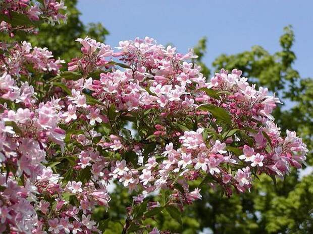 Кольквиция декоративная форма Pink Cloud, фото сайта www.flora-company.ru