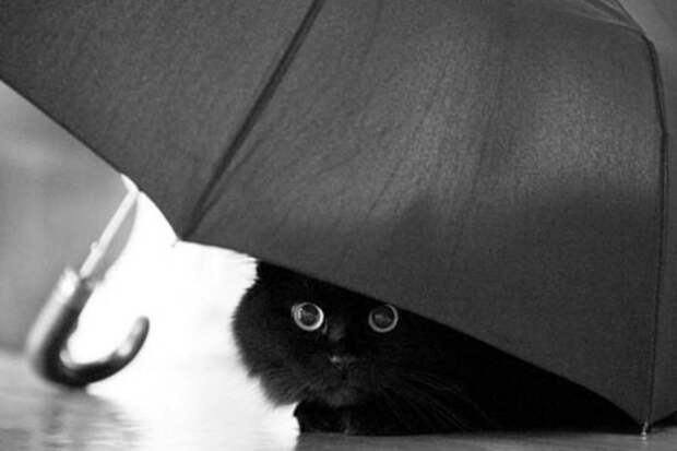 4. животные, коты, юмор