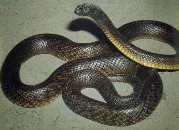 Ядовитые виды змей