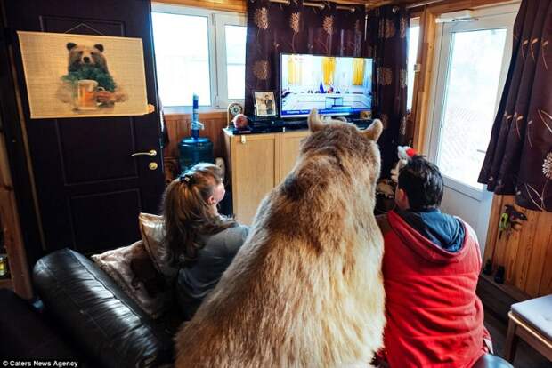 Доверие:  Степан любит смотреть телевизор вместе со своей семьей, уютно устроившись рядом на диване животные, медведь